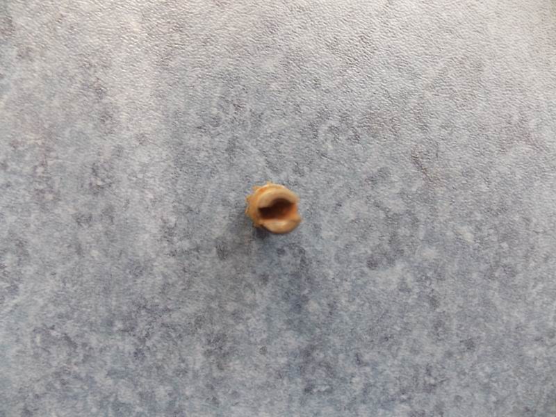 Ведомая шестерня одометра-2